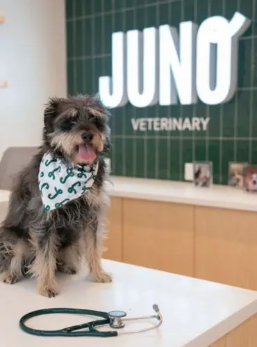 a dog sitting on a table at the vet