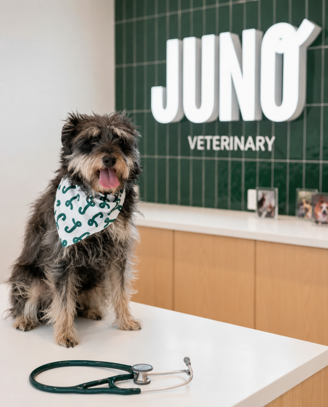 a dog sitting on a table at the vet